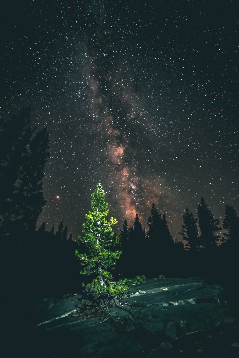 Tree and night sky